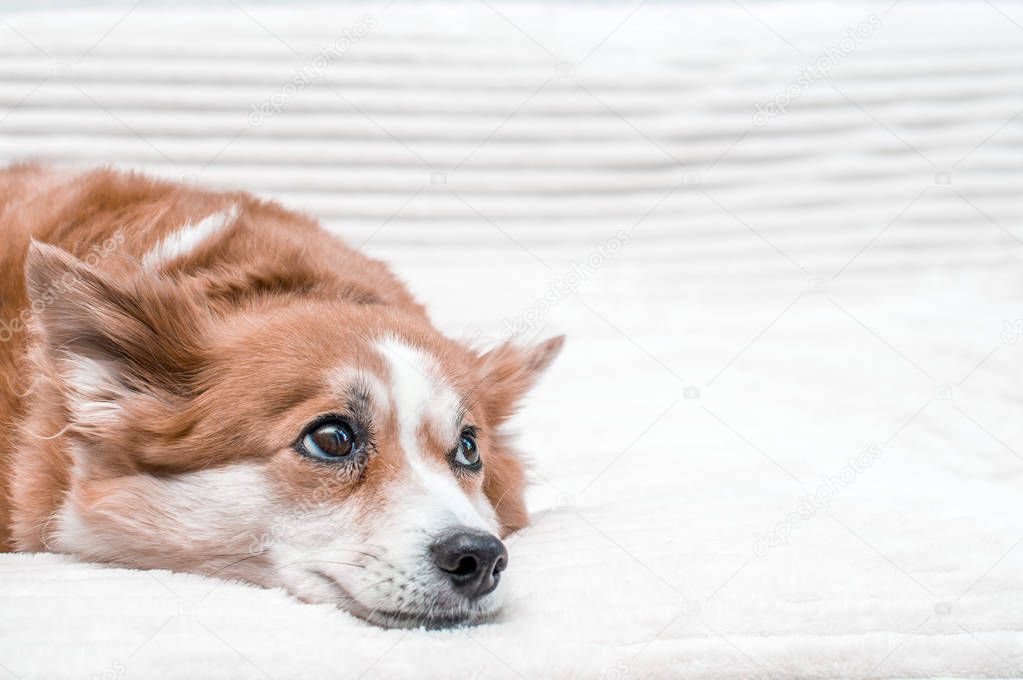 dog lies with a sad look