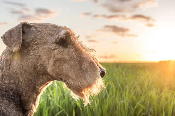 Airedale terrier portrait on a close-up sunset background