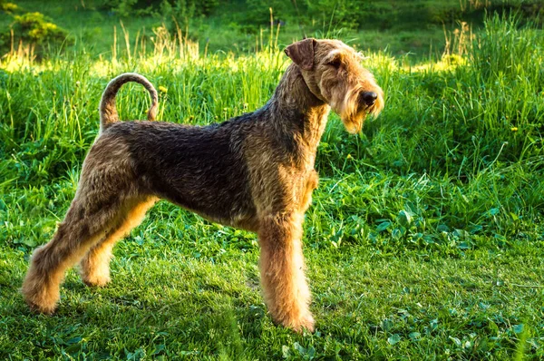 airedale terrier stands on a background of green grass in the park