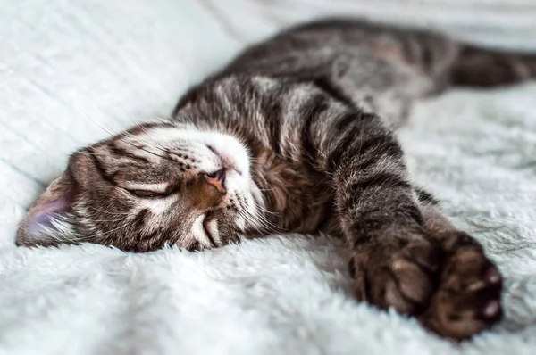 一只沉睡的猫的肖像特写 — 图库照片