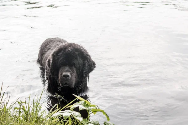Perro Está Bañando Lago —  Fotos de Stock