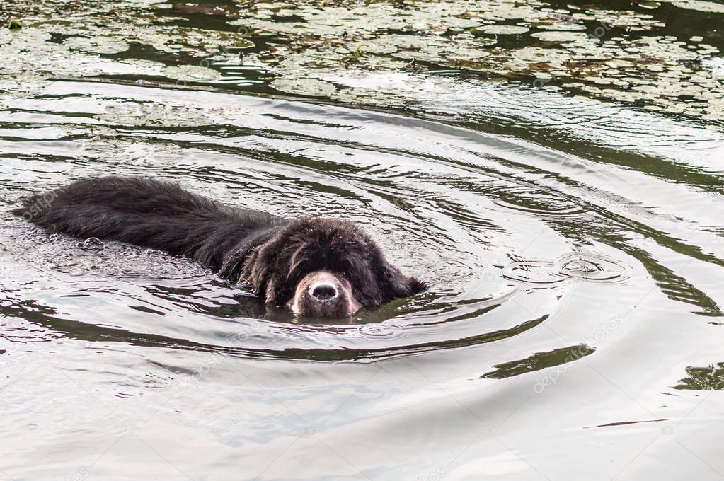 Newfoundland breed swims in the water