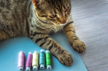 Kedi ve makaralar iplik. Kavram dikiş, hobi