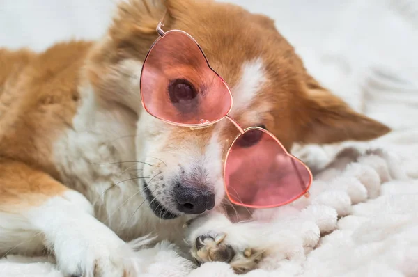 Портрет Собаки Породы Корги Розовых Очках Концепция Счастья — стоковое фото