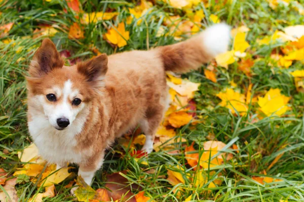 Czerwony Pies Chodzić Jesieni Żółty Koncepcja Jesień Koncepcja Listopad — Zdjęcie stockowe