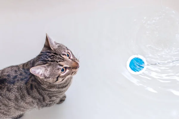 Gato Está Sentado Agua Baño — Foto de Stock