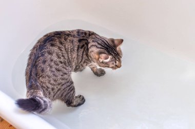 Kedi banyoda. Kavramı kedi yıkama