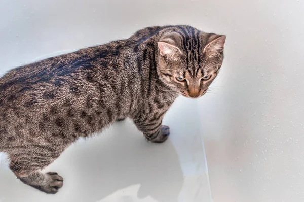 Kot Łazience Koncepcji Higieny Kotów Bliska — Zdjęcie stockowe