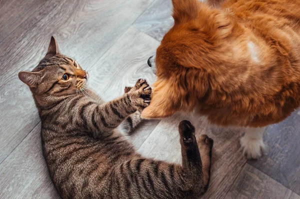 Katze Und Hund Spielen Zusammen Freundschaft Zwischen Tieren Nahaufnahme — Stockfoto