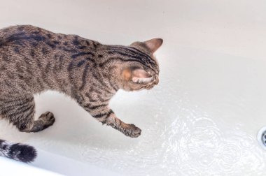 kedi suda yıkanır. Kedi su seviyor.