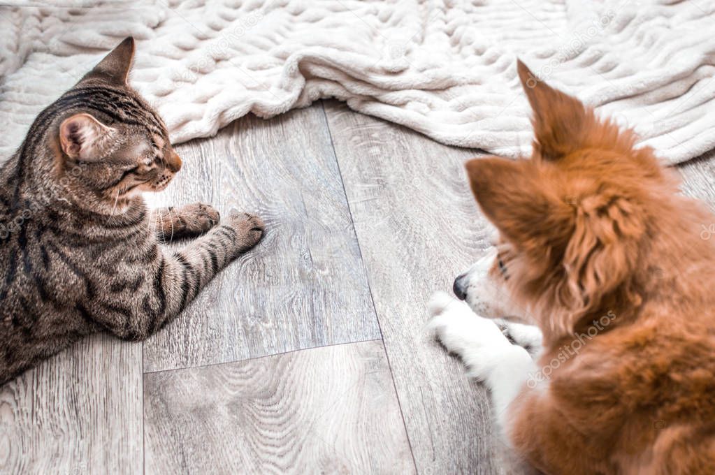 cat and dog look at each other