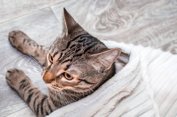 Retrato Gato Cinza Sob Cobertor Branco — Fotografia de Stock