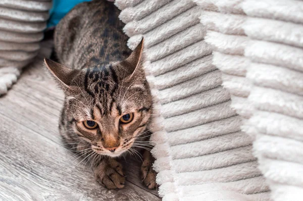 Retrato Gato Gris Con Ojos Amarillos Cerca Bengala Gato Crianza — Foto de Stock