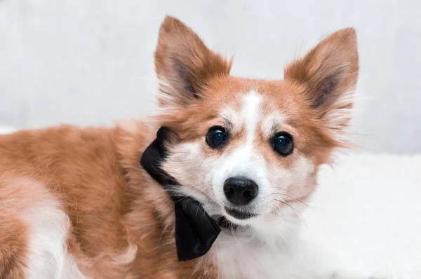 Πορτρέτο Του Όμορφη Ενήλικο Σκύλο Γραβάτα Γύρω Από Λαιμό — Φωτογραφία Αρχείου