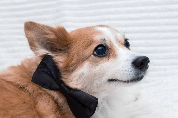 Πορτρέτο Του Ένα Κόκκινο Σκυλί Μια Γραβάτα Γύρω Από Λαιμό — Φωτογραφία Αρχείου