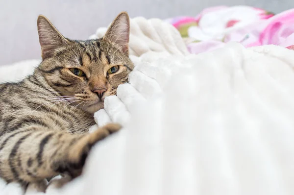 Gato Focinho Perto Cama — Fotografia de Stock