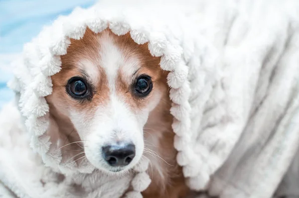 Retrato Cão Embrulhado Cobertor Close — Fotografia de Stock