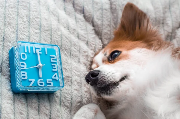 Dog Lies Bed Looks Alarm Clock Concept Morning — Stock Photo, Image