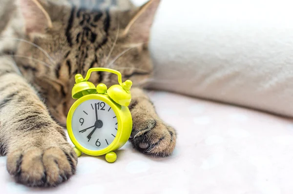 Cat is sleeping in an embrace with an alarm clock. Concept good morning. Close up — Stock Photo, Image