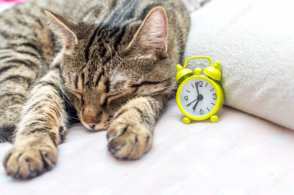 cat is sleeping next to the alarm clock. Concept morning