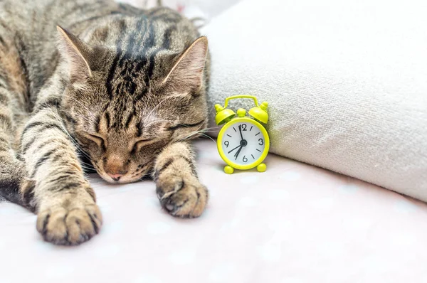 Cat is sleeping next to the alarm clock. Concept good morning — Stock Photo, Image