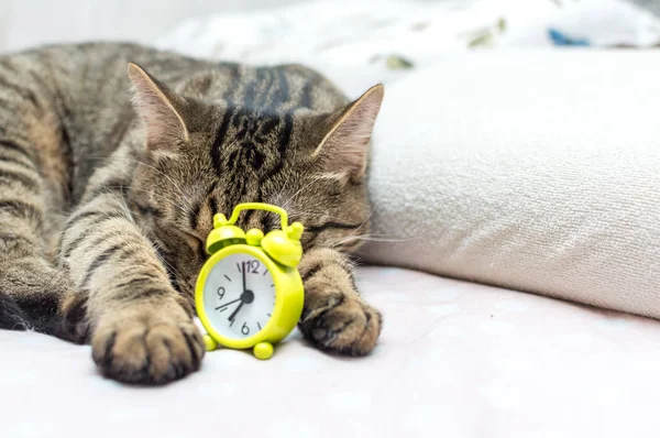 Cat is sleeping in an embrace with an alarm clock. Concept good morning. Close up — Stock Photo, Image