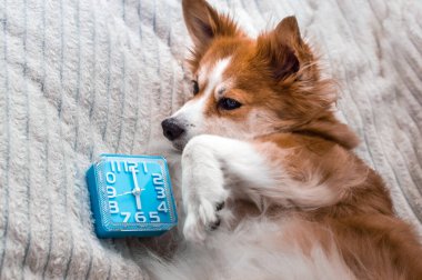 köpek yatakta yatıyor ve çalar saat görünüyor. Kavram sabah