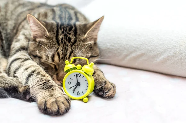 kedi bir kucaklama bir çalar saat ile uyuyor. Kavram Günaydın