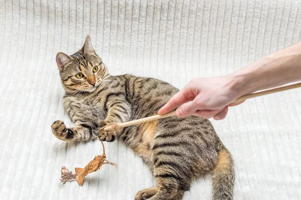 Gato Juega Cama Con Propietario Con Juguete — Foto de Stock