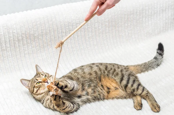 Propietario Burla Del Gato Con Juguete — Foto de Stock