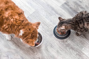 köpek ve kedi yiyecek bir kaseden birlikte yemek yiyor. Hayvan besleme kavramı