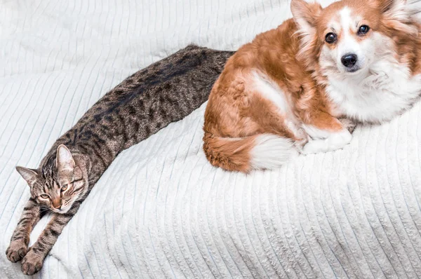 Gato e cão dormem juntos no sofá em casa. conceito de amizade — Fotografia de Stock