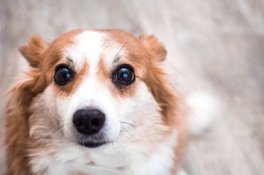 Kırmızı köpek portresi gri arka plan üzerine kapatın. Doğurmak corgi