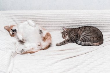 köpek sırt yatakta yatıyor. Bir kedi uyku için ileri. Kavramı kedi ve köpek
