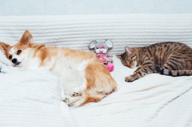köpek ve kedi oyuncak ile birlikte yatağa yatıyor. Yakın çekim.