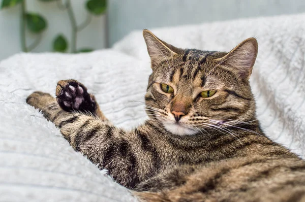 Retrato de um gato com patas esticadas deitado na cama. Close-up — Fotografia de Stock