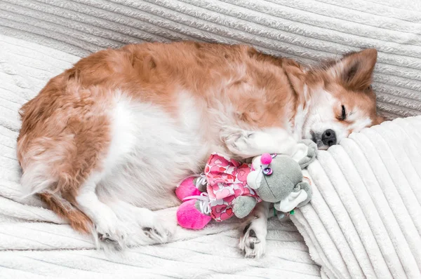 Retrato de um cão em uma cama close-up. O cão está dormindo na almofada. O cão dorme com um brinquedo — Fotografia de Stock