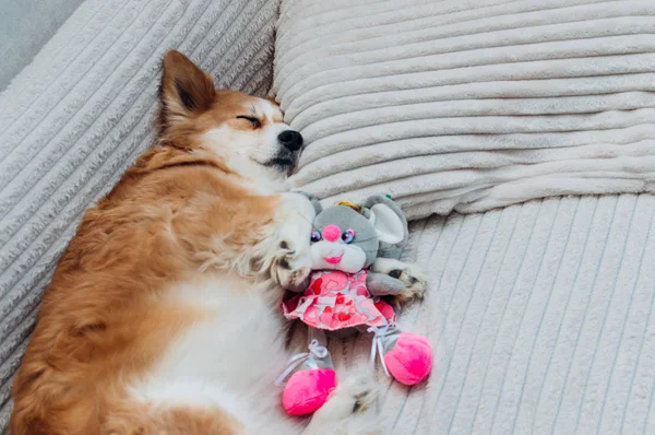 Retrato de um cão em uma cama close-up. O cão está dormindo na almofada. O cão dorme com um brinquedo — Fotografia de Stock