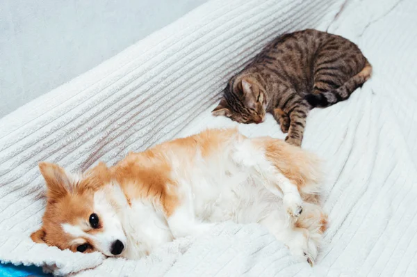 O cão e o gato dormem juntos na cama. Close-up — Fotografia de Stock