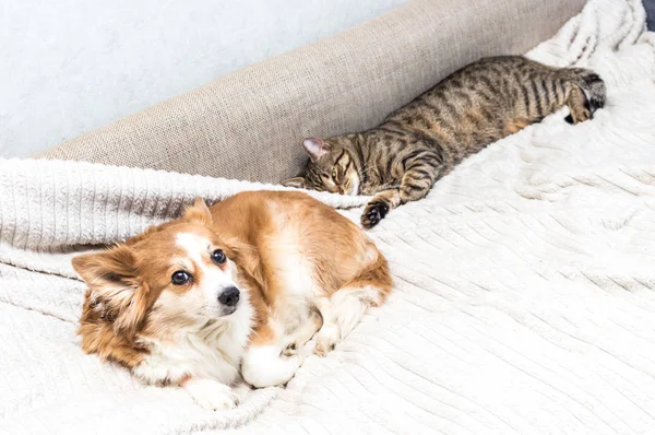 Cat and dog are lying on the bed together. Concept pets.