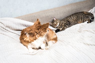 Kedi ve köpek yatakta yatıyordu ve birbirine bakarak. Hayvan dostluk kavramı.