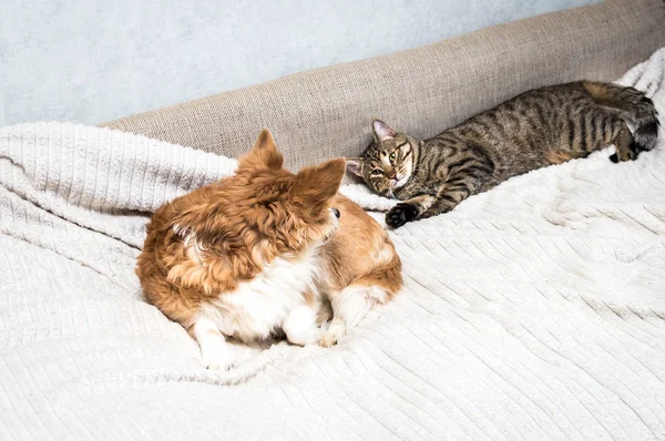 Cat and dog are lying on the bed and looking at each other. Animal friendship concept.