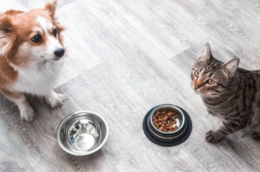 köpek ve kedi yiyecek onların kâse evinde yerde oturuyorsun.