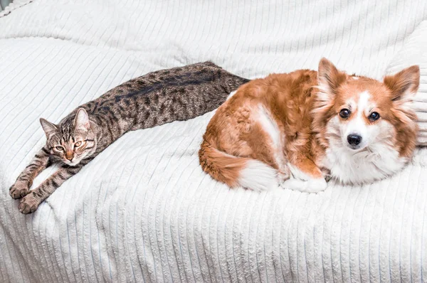 Cat and dog sleep together on the bed at home. Close up