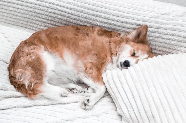 Portret psa na zbliżenie łóżko. Pies jest spanie na poduszce. — Zdjęcie stockowe