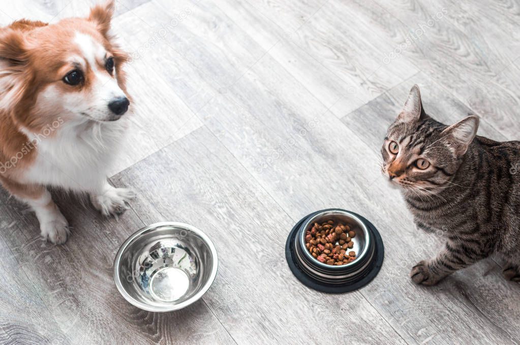 dog and the cat are sitting on the floor in the apartment at their bowls of food.