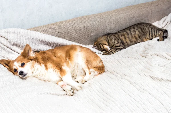 O gato está dormindo na cama. Perto está um cão e olha para a câmera . — Fotografia de Stock