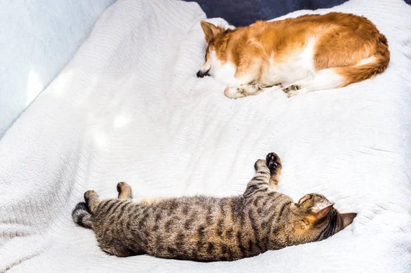 Cat and dog sleeping together on a bed in an apartment.