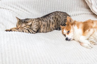 kedi yatakta uyuyor, köpek yanında yatıyor. Dairede konsept köpek ve kedi.
