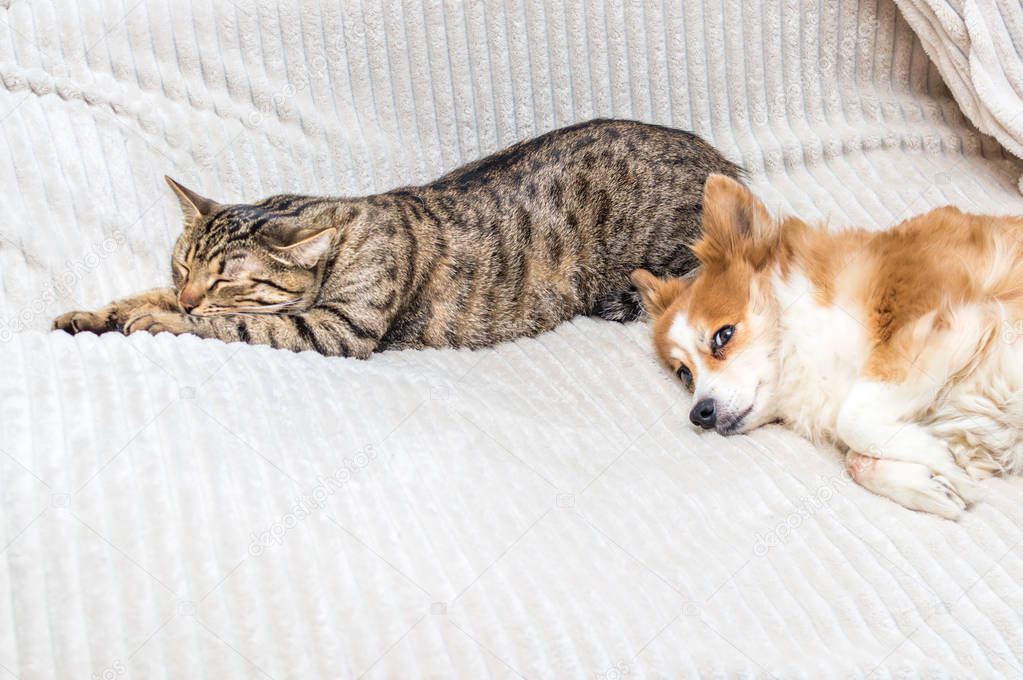 cat is sleeping on the bed, the dog is lying next to it. Concept dog and cat in the apartment.